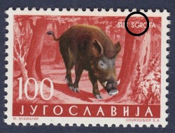 Yugoslavia 1960 postage stamp plate error SUS SGROFA instead SUS SCROFA