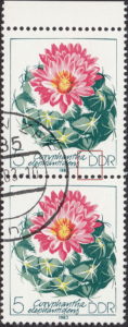 GDR 1983 Cactus plant Coryphantha elephantidens postage stamp plate flaw Bottom frame below first letter D in DDR damaged.