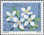 Poland 1984 postage stamp Clematis montana PCLSKA
